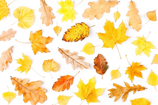 Composição de outono padrão feito de folhas de outono em fundo branco vista superior plana
