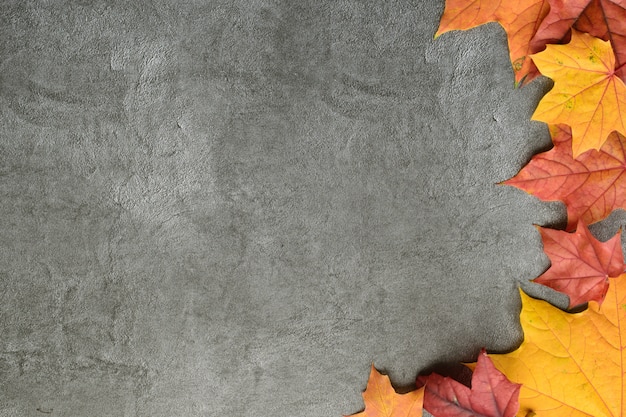 Composição de outono. quadro de outono de maple folhas. vista plana, vista superior