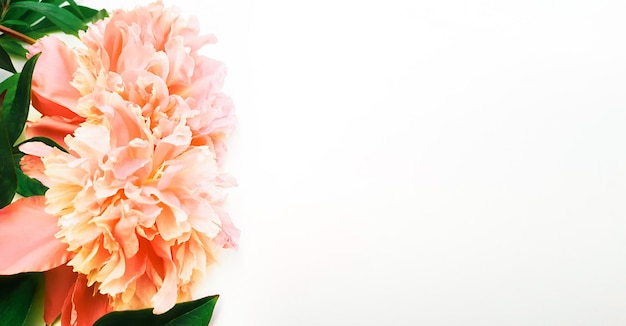 Composição de peônias bege, folhas em um fundo branco. flores frescas. banner floral publicitário, pôster para aniversário, dia dos namorados, dia das mulheres. postura plana, vista superior, close-up, copie o espaço