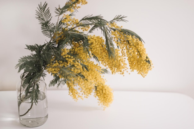 Composição de primavera com flores amarelas de mimosa no fundo branco