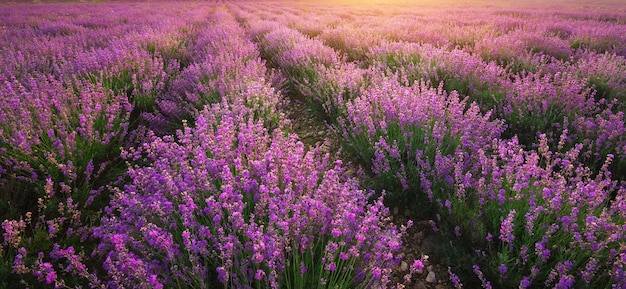 Composição de textura de lavanda da natureza