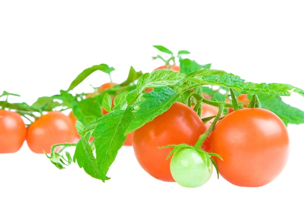 Composição de tomate e folhas de tomate