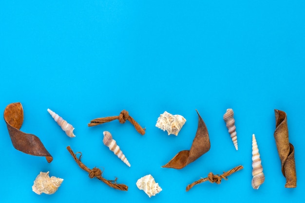 Composição do oceano com conchas em papel azul