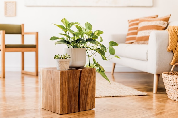 Composição elegante de interior aconchegante criativo com cubo de madeira como mesa de centro, plantas em vasos projetados e acessórios.