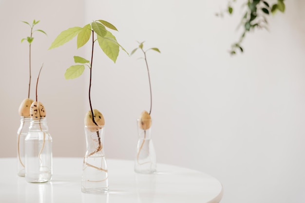 Composição elegante e botânica do jardim interior de casa com plantas em vasos diferentes.