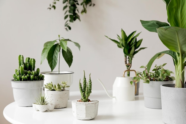 Composição elegante e botânica do jardim interior de casa com plantas em vasos diferentes.