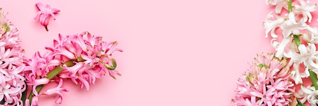 Composição festiva de flores Primavera rosa ou fundo floral de páscoa Lindas flores de jacintos Olá conceito de primavera