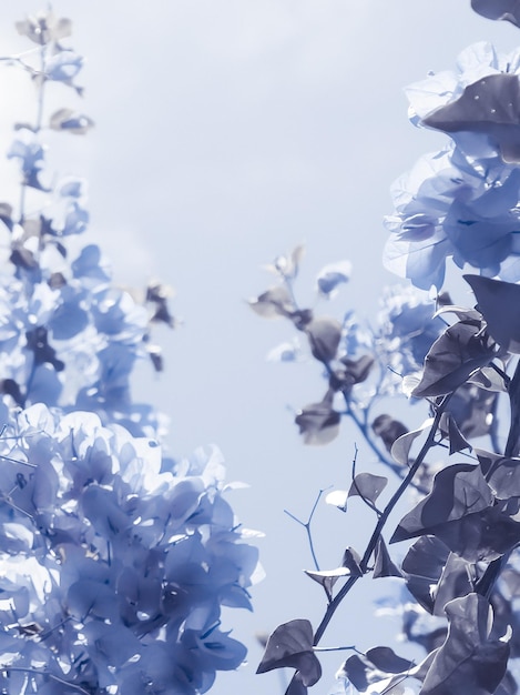 Composição floral azul