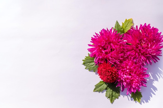 Composição floral com flores de áster roxas e rosa em fundo branco Produtos impressos em papel de parede Configuração plana Cartão de saudação e elemento de designAniversário Dia das Mães Conceito de outono