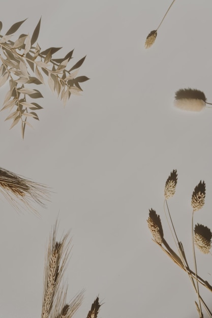 Composição floral mínima estética Moldura em branco de orelhas de centeio de trigo grama rabo de coelho hastes em fundo branco bronzeado quente Estilo de vida criativo conceito de primavera de verão Copie o espaço plano vista de cima