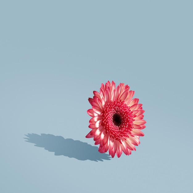 Composição floral minimalista. Conceito criativo da primavera em um fundo azul.