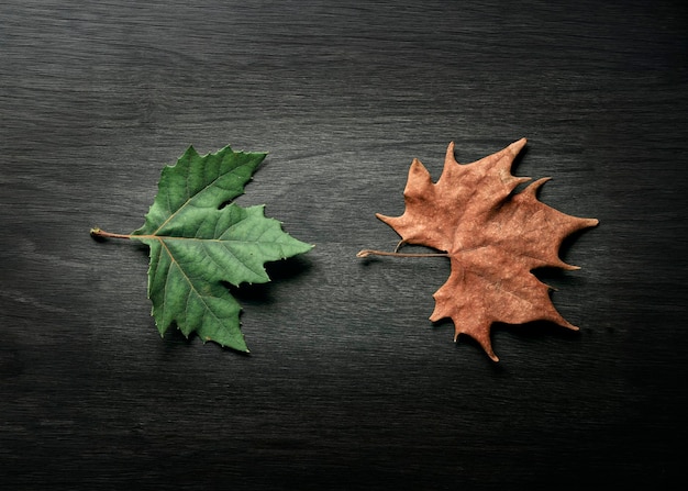 Foto composição fotográfica de folhas secas e frescas isoladas em fundo de madeira preta