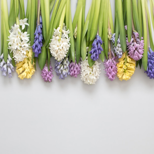 Composição linear de belas flores de verão jacinto com hastes e círculos de plantas florais