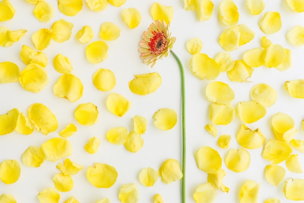 Foto composição natural com flor e pétalas