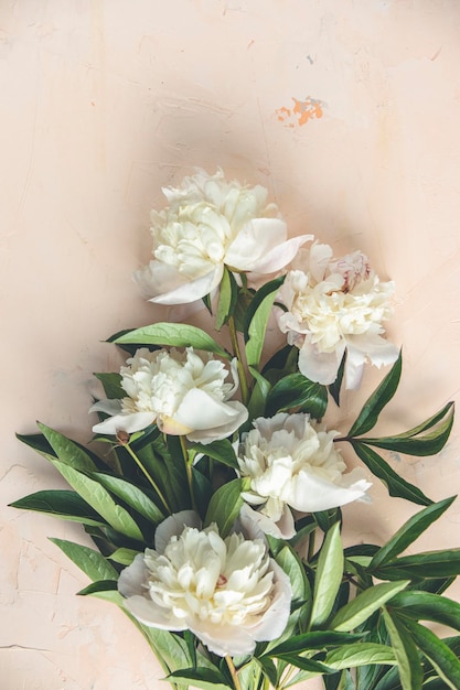 Composição plana com flores de peônia branca na superfície da mesa de concreto rosa claro