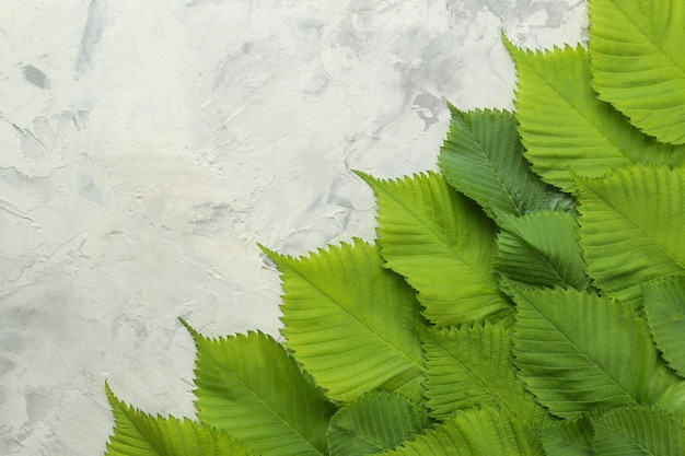Composición abstracta de verano. Marco para texto de hermosas hojas verdes sobre un fondo de hormigón claro. vista superior. lugar libre