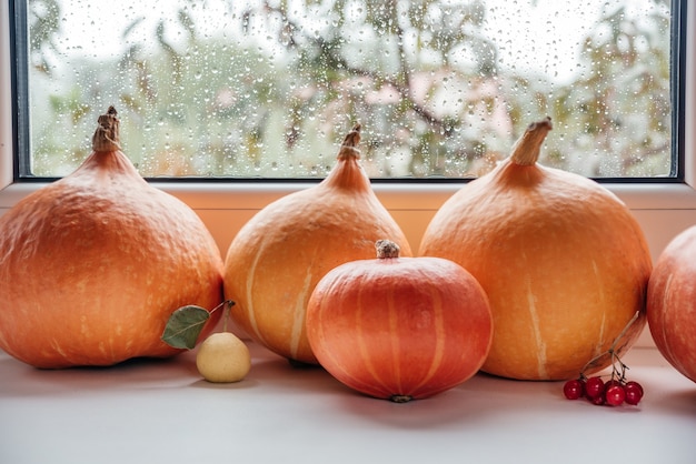 Composición de acción de gracias de otoño con calabazas guelder rose y pera silvestre en el alféizar de la ventana