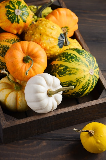 Composición de acción de gracias de otoño con mini calabazas surtidas en bandeja de madera sobre una mesa de madera