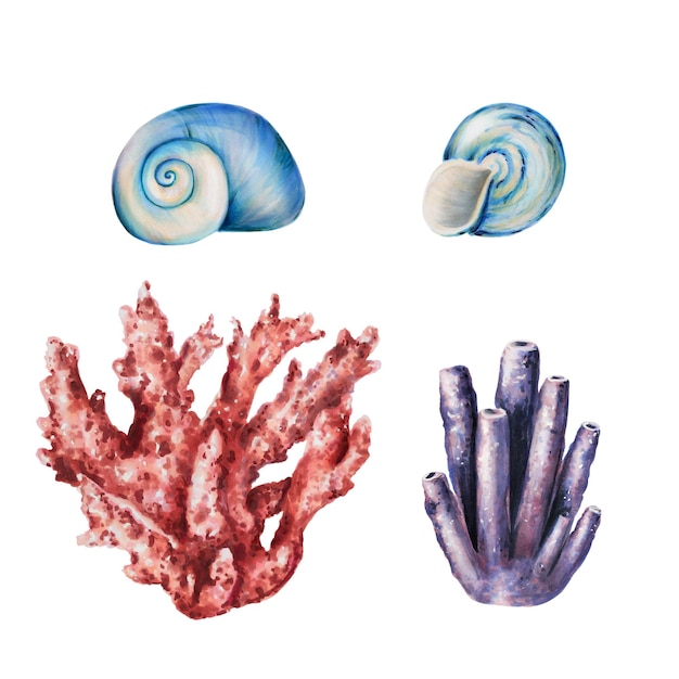 Composición de acuarela con conchas de corales Pintura a mano clipart objetos de vida submarina en un blanco