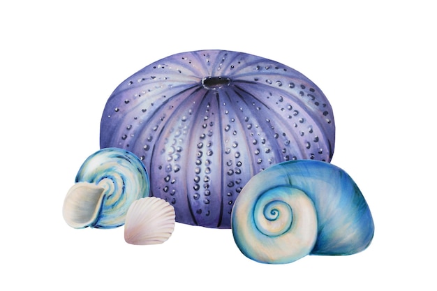 Composición de acuarela con erizo de mar y conchas Pintura a mano clipart objetos de vida submarina en un