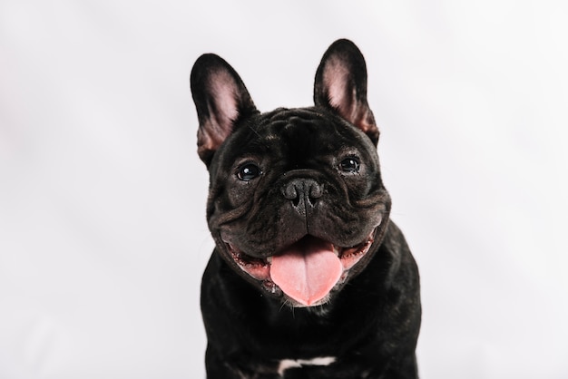 Foto composición adorable de mascota con bulldog