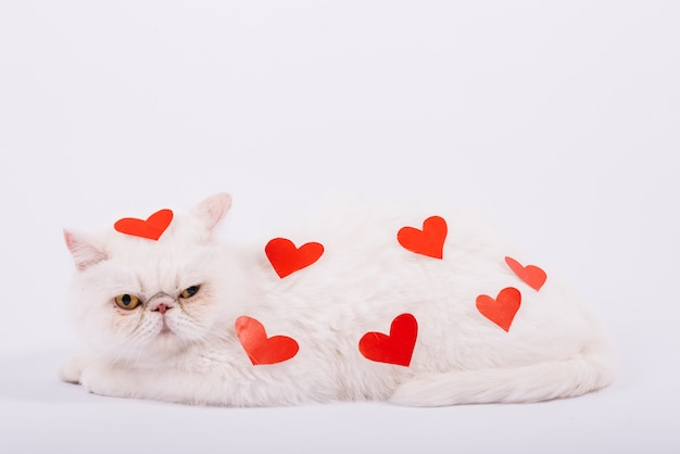 Foto composición adorable de mascota con gato blanco
