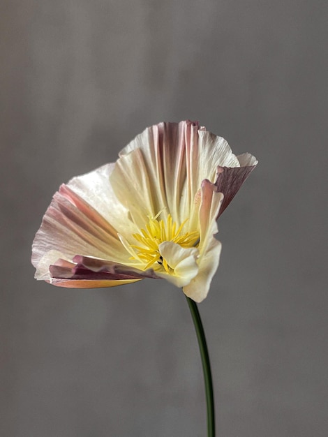 Composición artística de bodegones de flores con estilo Hermosa eschscholzia sobre fondo gris cambiante Papel tapiz floral vertical