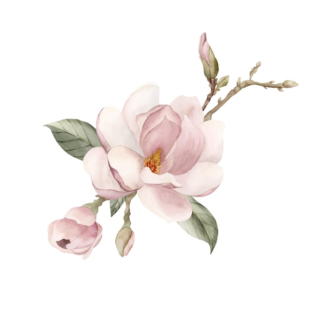 Composición de brotes de flores de magnolia de color rosa claro ramas y hojas Ilustración de acuarela floral