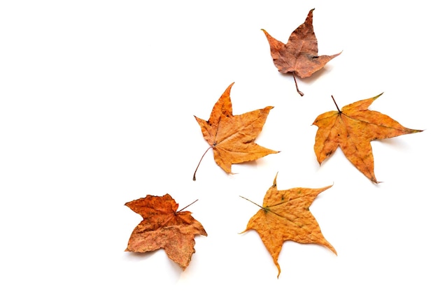 Foto composición de cinco hojas de arce de otoño secas aisladas sobre fondo blanco. copia espacio