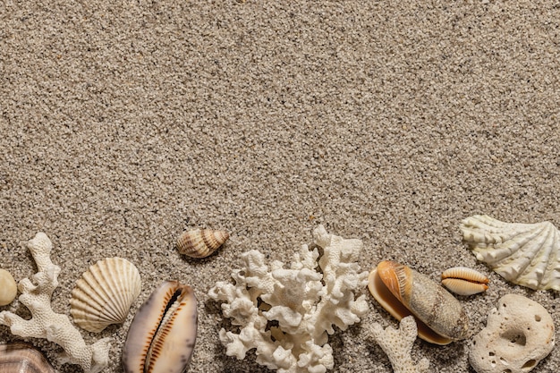 Composición con conchas marinas y espacio de copia en la arena de la playa Fondo de mar y ocio