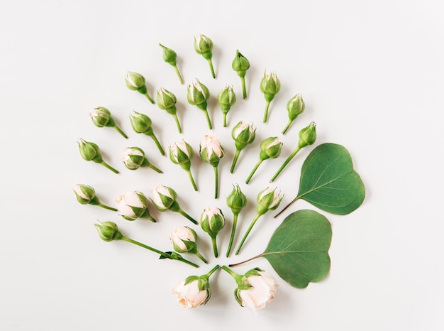 Composición creativa de hojas verdes y flores.flatlay sobre el fondo blanco.Concepto de naturaleza y belleza.