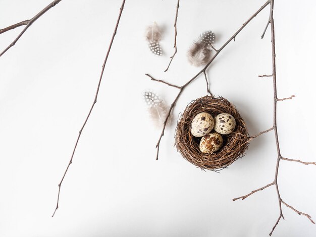 Composición creativa de Pascua de nido, huevos de codorniz, plumas y rama de árbol en blanco