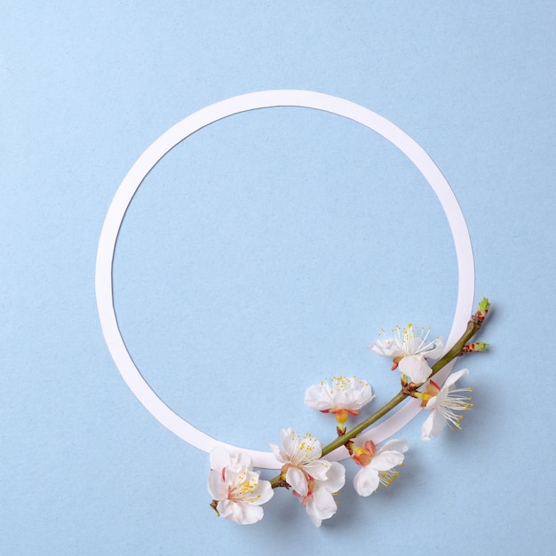 Foto composición creativa plana: círculo de papel en blanco y rama floreciente de sakura