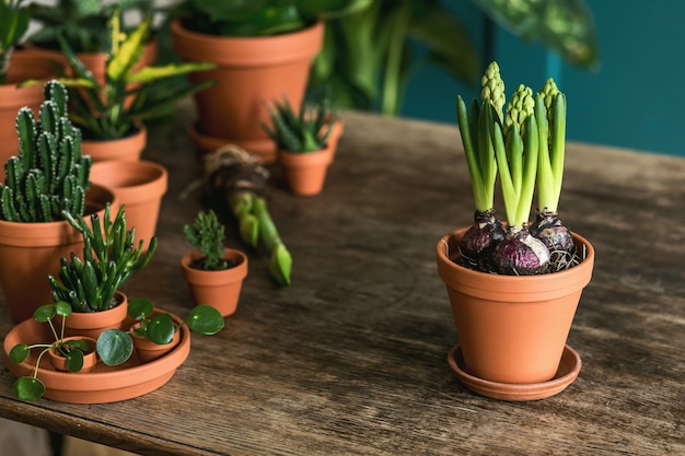 La composición elegante y botánica del interior del jardín de la casa llenó una gran cantidad de plantas y cactus en macetas de cerámica sobre la mesa de madera.