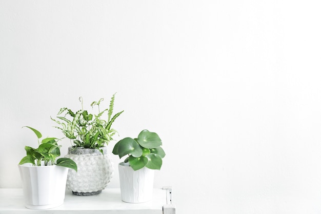 Composición elegante del interior de la sala de estar con paredes blancas, plantas verdes y una cómoda