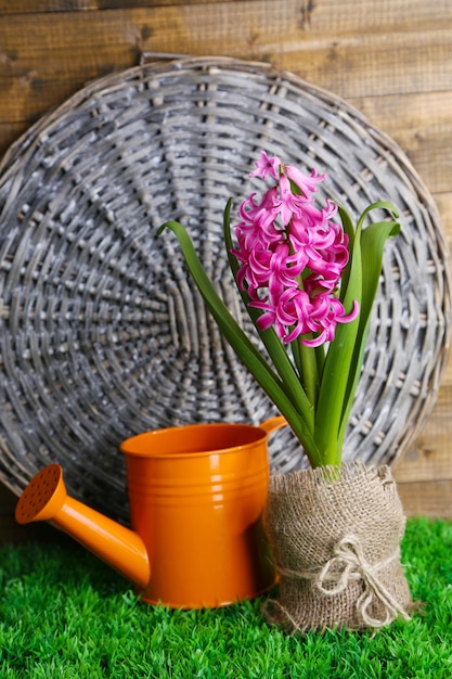 Composición con equipo de jardín y hermosa flor de jacinto rosa en maceta, sobre hierba verde, sobre fondo de madera