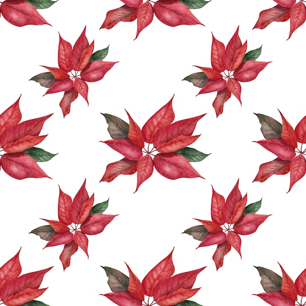 Composición festiva acuarela de patrones sin fisuras con la imagen de brillantes flores de pascua