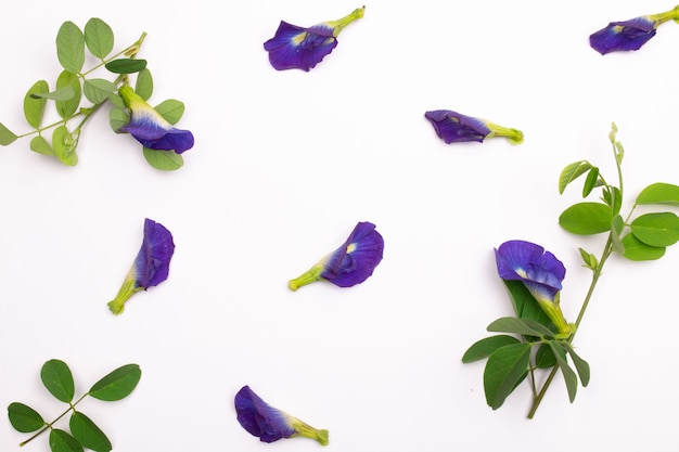 Composición de flor de guisante de mariposa con hojas verdes