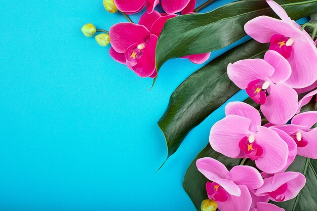 Composición de flora de orquídeas rosadas tropicales con hojas verdes tropicales