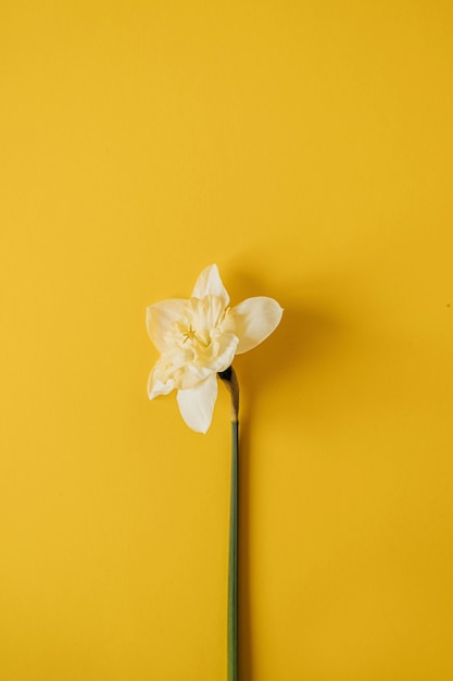 Composición floral con una flor de narciso en amarillo