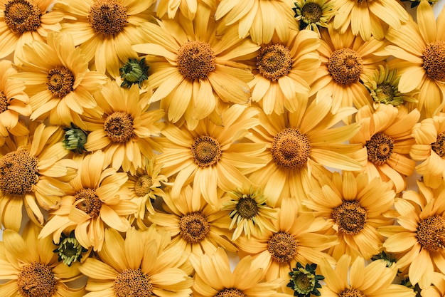 Composición floral con flores de margarita amarilla