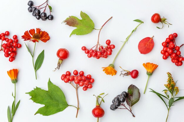 Composición floral otoñal plantas viburnum bayas de serbal flores de dogrose hojas coloridas aisladas en