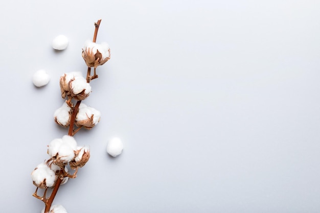 Composición floral de otoño. Vista superior de la rama de flores de algodón esponjoso blanco seco sobre una mesa de colores con espacio de copia.