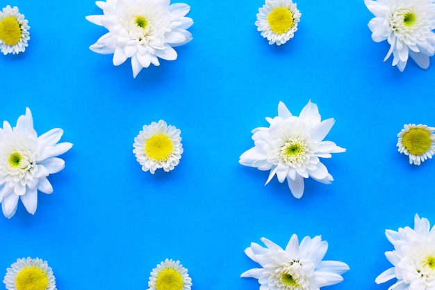 Composición de flores amarillas blancas. Crisantemos sobre papel azul.