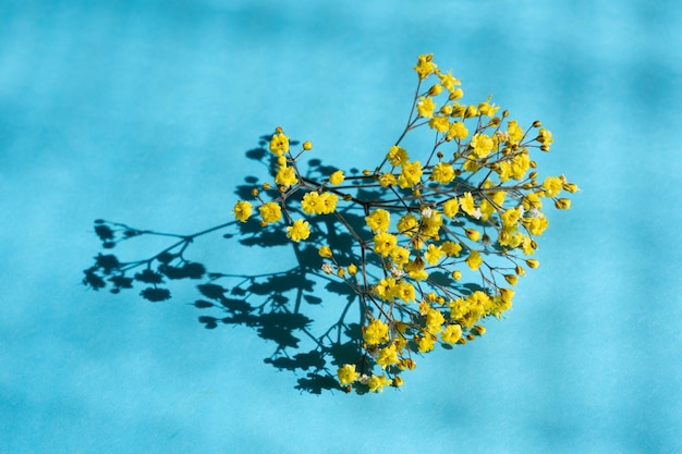 Composición de flores amarillas sobre papel azul en colores nacionales ucranianos