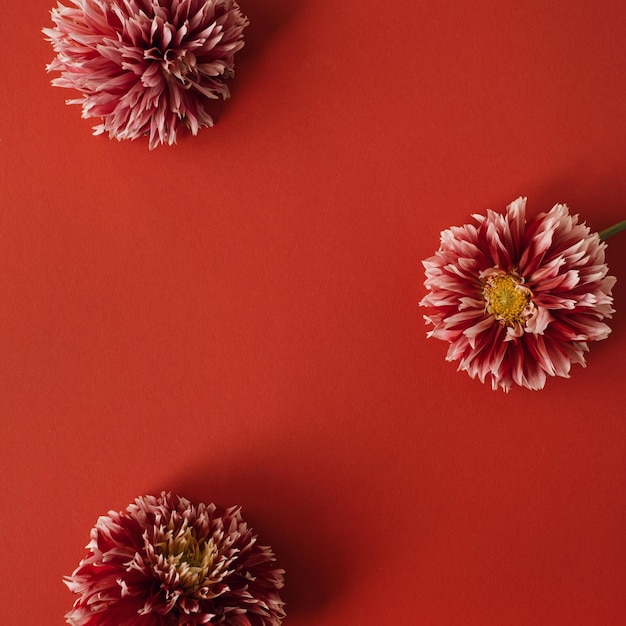 Composición de flores Corona hecha de flores de dalia roja sobre fondo rojo Espacio de copia de vista superior plana Plantilla de maqueta del Día de la Madre del Día de San Valentín