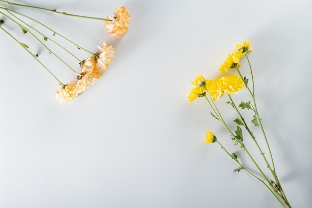 Foto composición de flores de crisantemo y cortador patrón y marco hecho de varias flores amarillas o naranjas y hojas verdes sobre fondo blanco vista superior plana copia espacio primavera verano concepto