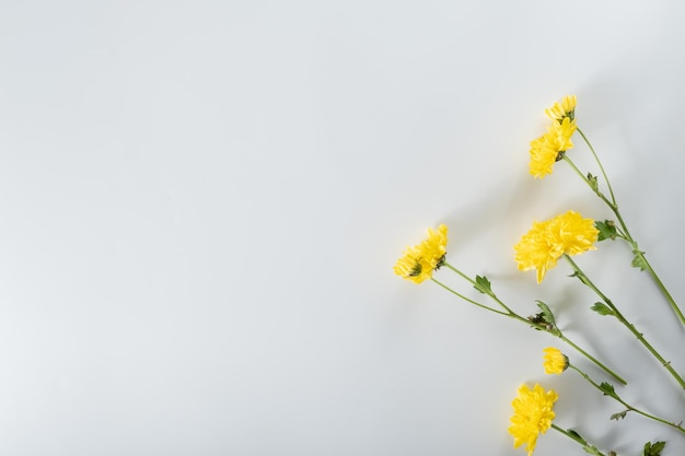 Foto composición de flores de crisantemo y cortador patrón y marco hecho de varias flores amarillas o naranjas y hojas verdes sobre fondo blanco vista superior plana copia espacio primavera verano concepto