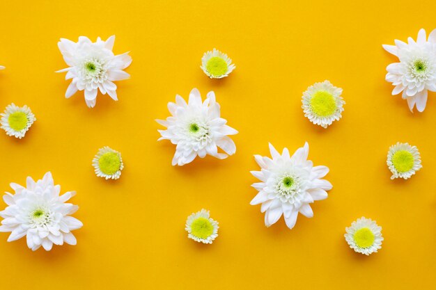 Composición de flores, crisantemos sobre fondo de papel amarillo.