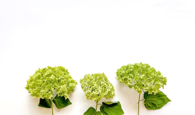 Composición de flores de flores de hortensia verde sobre fondo blanco plantilla primavera verano para su